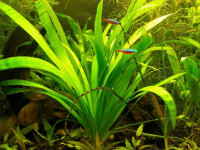 Снимка на Sagittaria platyphylla, (Engelmann  Smith, 1894)